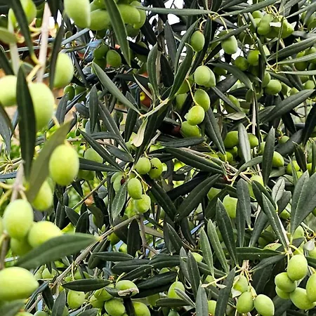 Villa Peloponnese Hideout - White House With The Sea View *