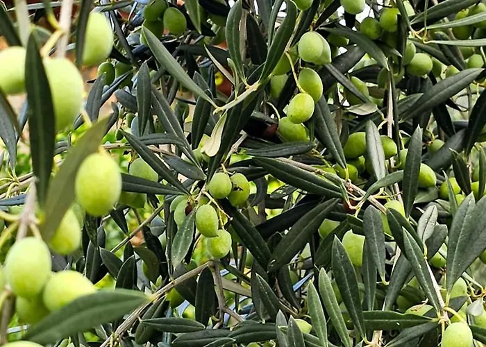 Vila Peloponnese Hideout - White House With The Sea View *